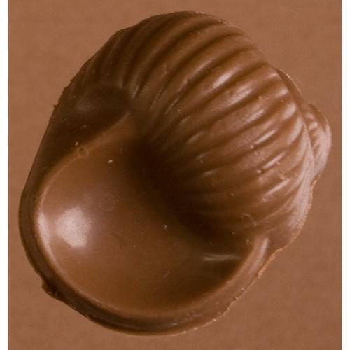 sea shell chocolate, nautical chocolate, conch shell chocolate